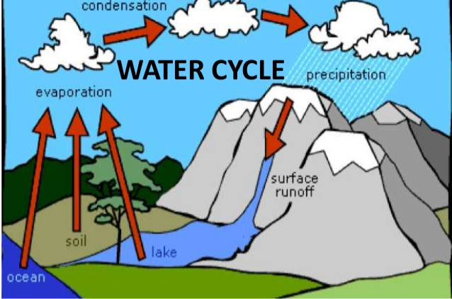 summarize the steps of the water cycle.